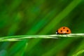 Ladybug Royalty Free Stock Photo