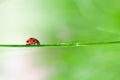 Ladybug Royalty Free Stock Photo