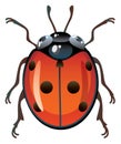 Ladybug