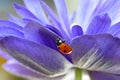 Ladybug Purple Petal Flower Crawl