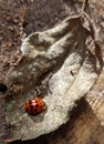 Ladybug against the cold colourless leaves Royalty Free Stock Photo