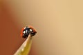 Ladybug. Royalty Free Stock Photo
