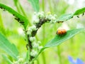 Ladybug also known as Coccinella septempunctata and defocused background with aphids colony Royalty Free Stock Photo