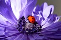 Ladybug Purple Petal Flower Crawl 03