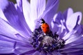 Ladybug Purple Petal Flower Crawl 06