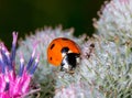Ladybug and ant on the Thistle. Royalty Free Stock Photo
