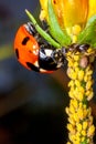 A ladybug, ants and aphids. Royalty Free Stock Photo