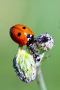 Ladybug and ants on a green blade. Two ants banish a ladybug.