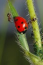 Ladybug with ants Royalty Free Stock Photo