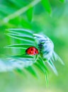 Ladybug and aphid under the leaf of the plant Royalty Free Stock Photo