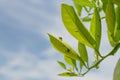 Ladybug, aphids and ants on leaves of orange tree Royalty Free Stock Photo