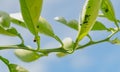 Ladybug, aphids and ants on leaves of orange tree Royalty Free Stock Photo