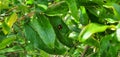 Ladybug and aphis eat Royalty Free Stock Photo