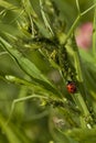 Ladybug and aphis