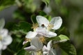 Ladybug on apple tree flower Royalty Free Stock Photo