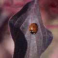 Ladybug on autumn Burgundy leaf unfocused background