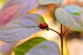 Ladybug on autumn leaf Royalty Free Stock Photo