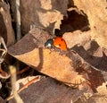 Ladybug on an autumn leaf. Macro Royalty Free Stock Photo