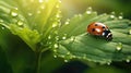 Ladybug background on green leaf with water drops on it Royalty Free Stock Photo