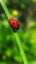 Ladybug in balance Royalty Free Stock Photo