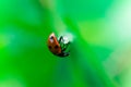Ladybug balances on top of a stalk, Coccinellidae, Arthropoda, Coleoptera, Cucujiformia, Polyphaga Royalty Free Stock Photo