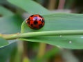 Ladybug on bamboo leaf