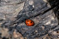 A ladybug is basking in the morning sun, waking up after the winter