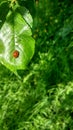 Ladybug basking in the sun Royalty Free Stock Photo