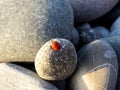 Ladybug Royalty Free Stock Photo