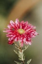 Ladybug on the beautiful pink violet chrysanthemum in the garden. Sunny day, shall depth of the field. Floral background Royalty Free Stock Photo