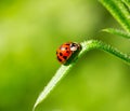 Ladybug beetle on a blade of grass