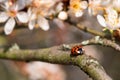 A ladybug beetle climbing on a flowering apple tree twig