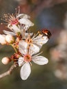 A ladybug beetle climbing on a flowering apple tree twig