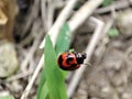 Quest for Pests: The Ambitious Ladybug Explorer