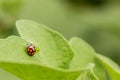 Macro close-up of an orange Ladybug beetle on a bright green leaf in early Spring