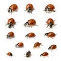 Ladybug Beetle set collection with black points on white background Royalty Free Stock Photo