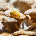 Ladybug beetle shestnadtsatiletnyaya lat. Halyzia sedecimguttat