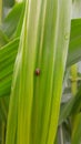Ladybug is a beetle whose appearance is small and round and has a colorful back and some types have spots