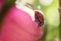 Ladybug on  bell flower close up Royalty Free Stock Photo