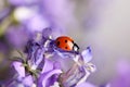 Ladybug and Bellflowers