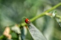 Ladybug with black eyes in macro super macro photo Royalty Free Stock Photo