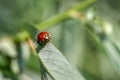 Ladybug with black eyes in macro super macro photo Royalty Free Stock Photo