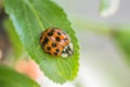 Ladybug with black eyes in macro. Super macro photo of insects and bugs. Ladybug on green leaf Royalty Free Stock Photo