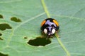 A ladybug with black spots happily eats