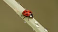 Ladybug with Black Spots on Reed with Raindrops Royalty Free Stock Photo