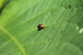 Ladybug with black and yellow spots on orange above green leaves