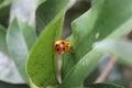 Ladybug with black and yellow spots on orange above green leaves