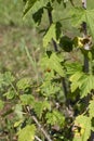 Ladybug on a blackcurrant leaf. Sunny day, black currant bush. Royalty Free Stock Photo