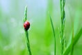 Ladybug close up on fresh green background in the meadow.