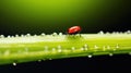 A ladybug on a blade of grass, AI Royalty Free Stock Photo